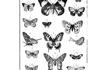 CFF631G Butterfly Collection Rubber Stamp