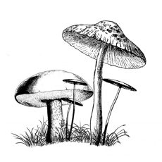 FF524G Toadstools Rubber Stamp