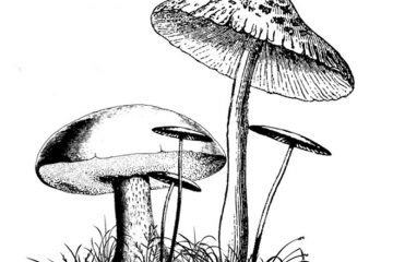 FF524G Toadstools Rubber Stamp