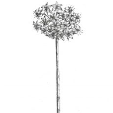 CFF117F Topiary Lg Rubber Stamp