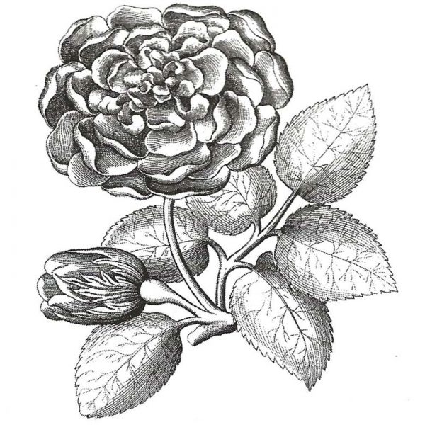 CFF609E Garden Rose Rubber Stamp