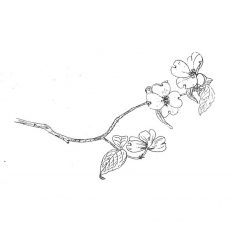 CFF710E Flowering Branch Rubber Stamp