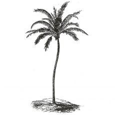 CFF512D Swaying Palm Rubber Stamp