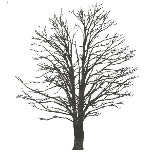 CFF249F Tree Silhouette Rubber Stamp