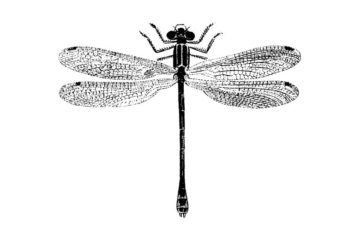 BD106D Dragonfly 4 Rubber Stamp