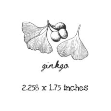 AP213C Ginkgo Rubber Stamps