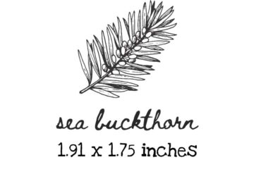 AP227C Sea Buckthorn Rubber Stamps