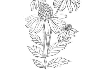 FL103F Coneflowers Rubber Stamp